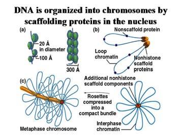Le anse di DNA sono apparentemente agganciate alla loro base a proteine che formano un impalcatura organizzata