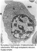 Cromatina ETEROCROMATINA E EUCROMATINA: DEFINIZIONE FUNZIONALE Eterocromatina e eucromatina (1) Alla fine della mitosi, la maggior parte della cromatina che compone i cromosomi mitotici altamente