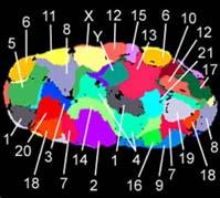 I singoli cromosomi occupano territori distinti all interno del nucleo delle cellule dei mammiferi: I singoli cromosomi occupano territori distinti all interno del nucleo delle cellule dei mammiferi