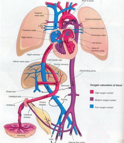 Apparato cardiovascolare CHD (24-38%): DIA, DIV, PDA, CoAo, stenosi polmonare, valvola aortica bicuspide, pseudotruncus, stenosi aortica, destrocardia, rings vascolari, difetti di conduzione