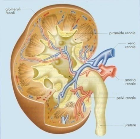 Apparati GI e GU Anomalie renali 52% Idronefrosi Doppio distretto calico-pielico RVU IVU
