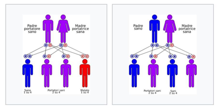Caratteristica della trasmissione autosomica recessiva è che quando l'individuo presenta per un dato gene un solo allele responsabile di uno specifico fenotipo (eterozigosi) diviene un portatore cioè