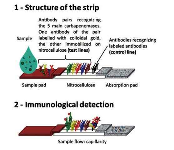 carba5 a multiplex lateral flow immunoassay for the rapid identification of NDM-, KPC-,