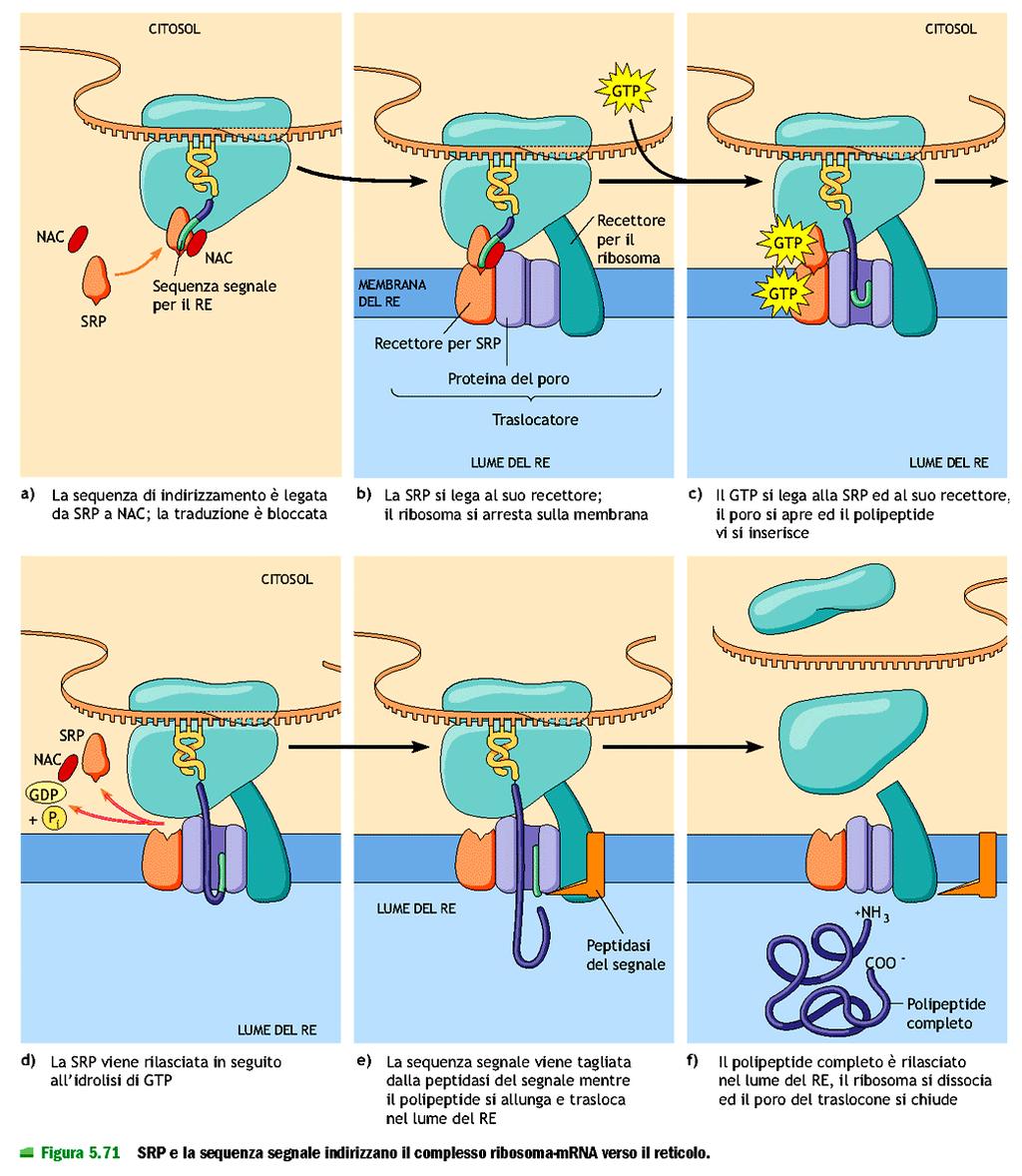 Meccanismi e vie dello smistamento di molecole Smistamento delle proteine nei compartimenti cellulari ed