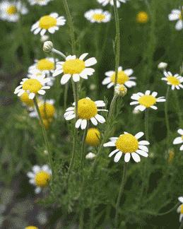 Recuperare la biodiversità- Scala colturale STRUMENTI