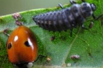 Fauna: riduzione insetticidi lanci di insetti utili