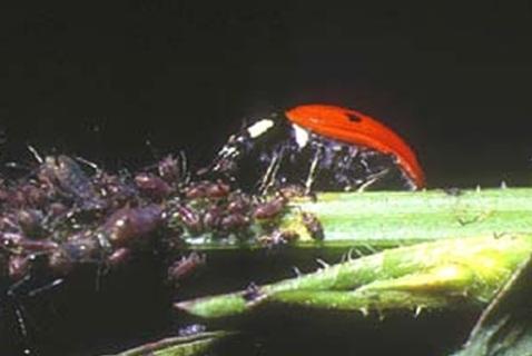 Recuperare la biodiversità- Scala aziendale Infrastrutture