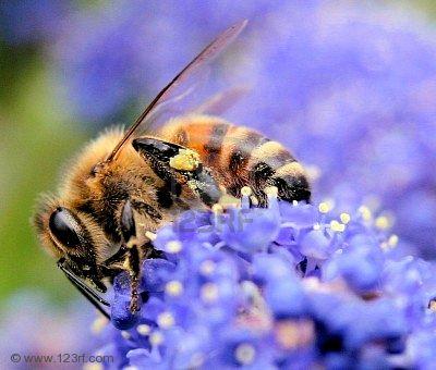 Componenti Agro-biodiversità Biodiversità coltivata o pianificata, che riguarda le colture scelte e gli animali allevati Biodiversità associata, strumenti a supporto della produzione agricola: