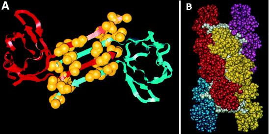 Placche amiloidi: peptide Aβ (40-42 aminocidi) Deriva dalla proteolisi di una proteina di