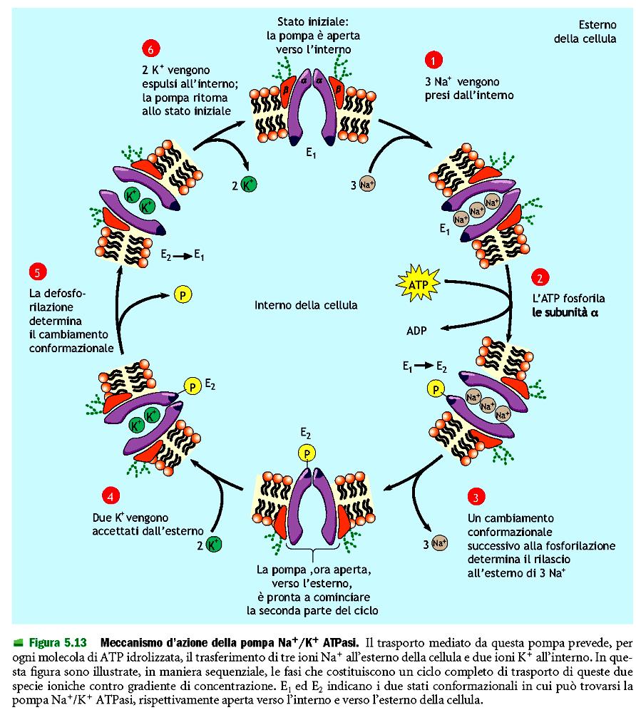 Contro un gradiente di concentrazione o elettrochimico Trasporto attivo Uso di ATP La concentrazione del sodio è 143 mm all'esterno della membrana cellulare e 14 mm all'interno, mentre la