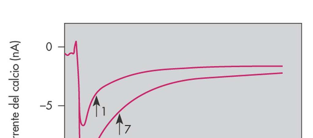 Correnti Ca 2+ indotte in un miocita durante la