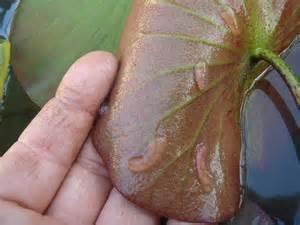 I Gasteropodi di acqua dolce sono organismi bentonici che colonizzano un ampia varietà di ambienti; si rinvengono infatti sia in ambienti tipicamente rhitrali che in ambienti lentici di fondovalle o