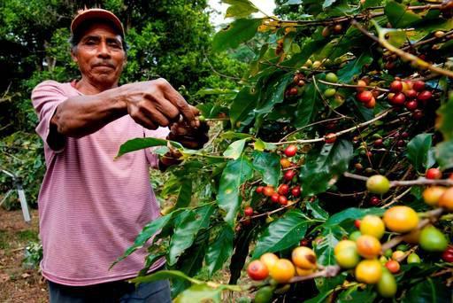 OTTAVO GIORNO Visita delle piantagioni di caffè delle colline circostanti la piccola città