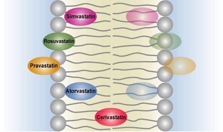 Localizzazione in equilibrio delle statine a livello delle membrane