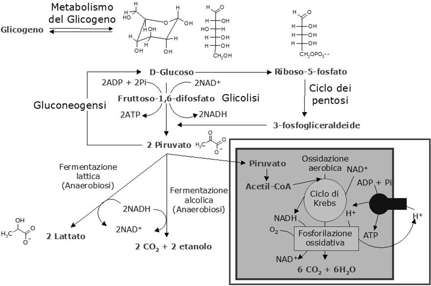 Schema generale del metabolismo dei glucidi -1- Aerobiosi In condizioni aerobiche il piruvato prodotto dalla glicolisi e dalla degradazione di alcuni aminoacidi è ossidato a H 2 O e CO 2 nella