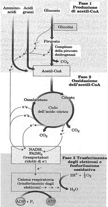 Ciò avviene in tre stadi Produzione di acetil-coa (decarbossilazione ossidativa del piruvato) Ciclo di Krebs (ossidazione completa dell acetil-coa a CO 2 ) Catena di trasporto degli elettroni e