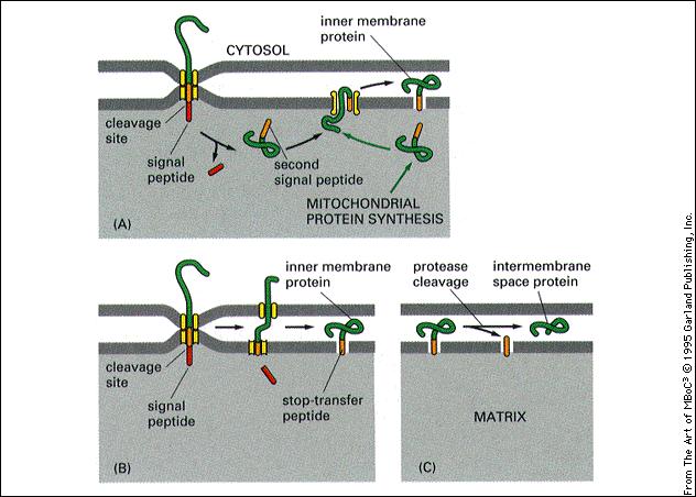 MFN0366-A1 (I.