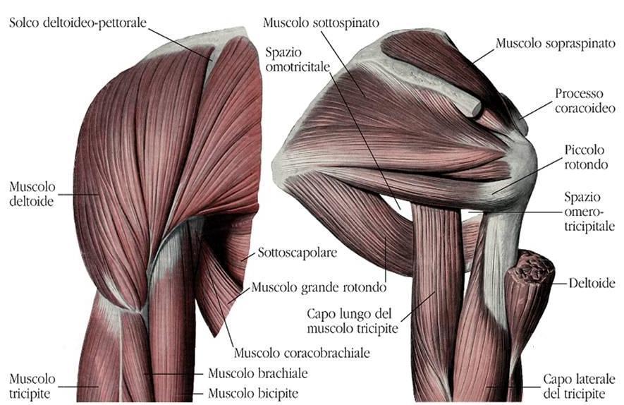 A B Figura 8: Muscoli della spalla.