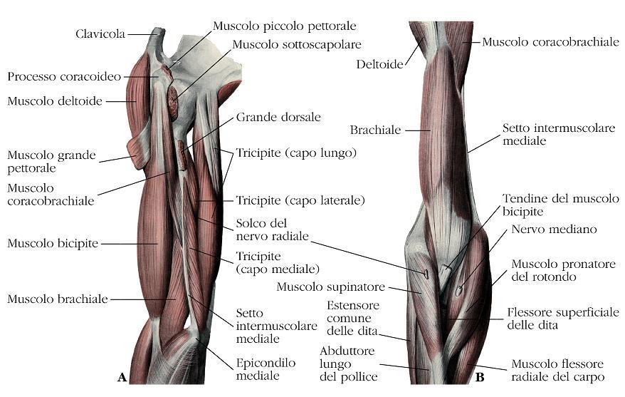 Il muscolo brachiale origina dalla faccia sia antero-mediale che antero-laterale del corpo dell omero e termina sulla tuberosità dell ulna (Fig. 9). Flette l avambraccio sul braccio.