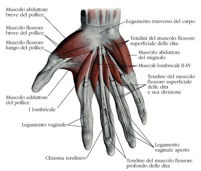 I muscoli del piano profondo sono: Il muscolo supinatore breve: avvolge il terzo superiore del radio. Porta l avambraccio in supinazione.