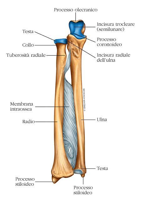 Figura 3: Ulna e radio dell avambraccio destro 2.3. Ossa della mano Lo scheletro della mano è costituito da ventisette ossa suddivise in tre gruppi: carpo, metacarpo e falangi (Fig. 4).