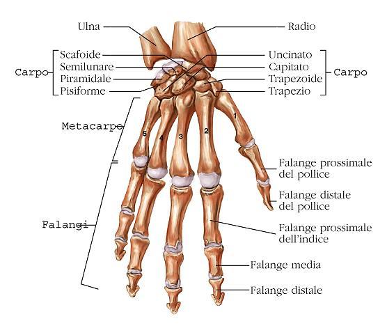 Il metacarpo è costituito da cinque ossa lunghe, ognuna delle quali presenta un corpo, una epifisi prossimale (o base) ed una epifisi distale (o testa, o capitello).