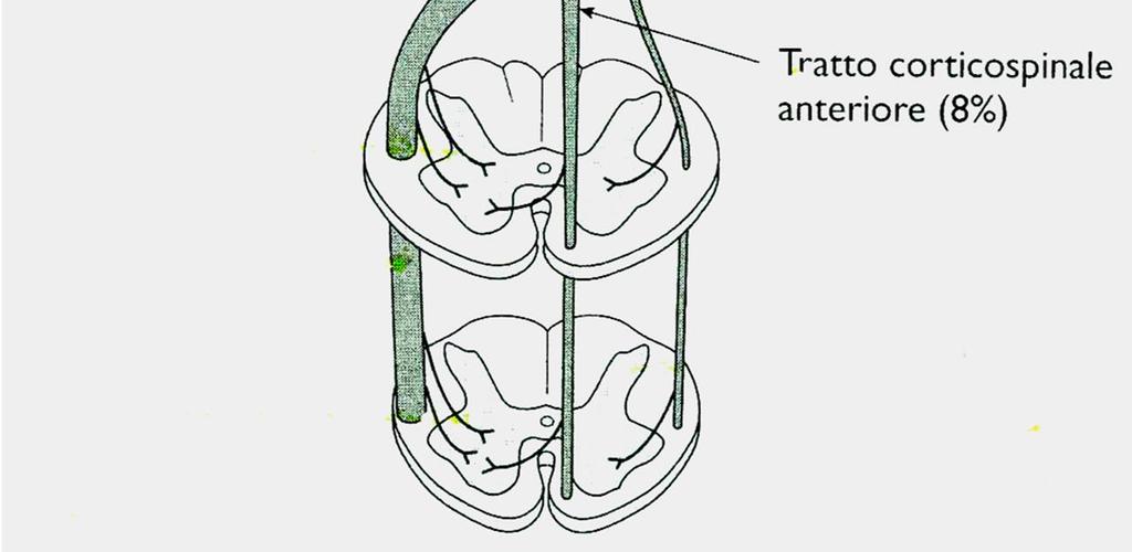 decussa a livello del segmento del midollo in cui terminano e forma il tratto corticospinale anteriore;