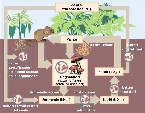 foresta, alle dinamiche forestali, rapporti