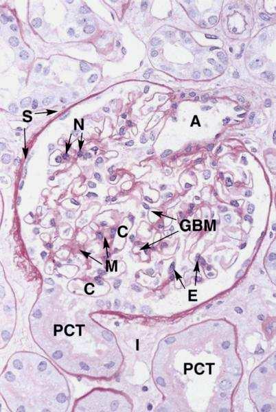 Glomerulo Cellule del Mesangio Podociti Membrana basale ben sviluppata Endotelio dei Capillari Permeabile a