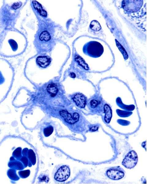 Secernono ECM Cellule del Mesangio Prostaglandine Endoteline Citochine Attività fagocitica Si