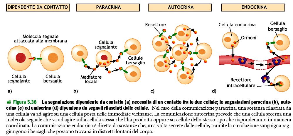 Esempio di segnalazione autocrina: citochina interleuchina-1 nei monociti.