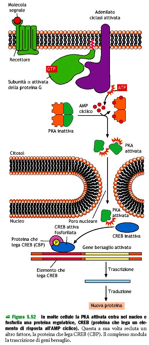 Recettori che attivano le proteine G: Attivazione proteina chinasi A (PKA) Tra le varie attività della PKA c è la fosforilazione di enzimi che porta al