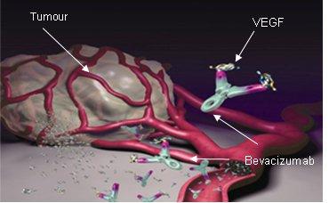 Il VEGF stimola l angiogenesi (ad esempio riparo