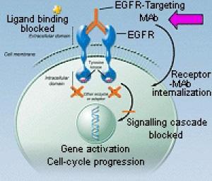 Alcuni tumori al polmone hanno alti livelli di EGFR e