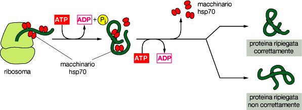 Le chaperone molecolari sono incluse fra le proteine dello shock da calore (heat-shock proteins, di cui la loro designazione come hsp), perché sono sintetizzate in quantità enormemente maggiore dopo
