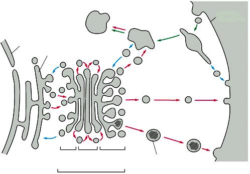 NUCLEO MITOCONDRI CITOSOL PEROSSISOMA PLASTIDI RETICOLO ENDOPLASMATICO LISOSOMI ENDOSOMA GOLGI SUPERFICIE CELLULARE VESCICOLE SECRETORIE involucro nucleare TRAFFICO VESCICOLARE