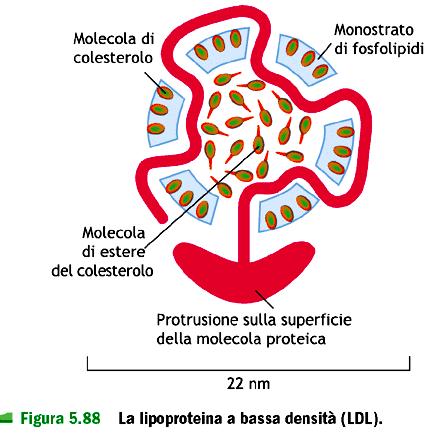 La clatrina è implicata anche nell endocitosi, il