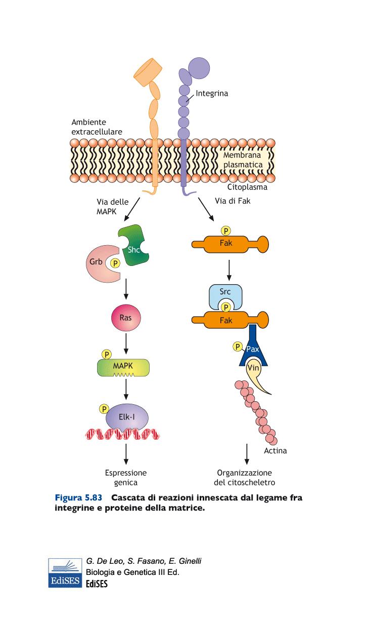 Le integrine attivano anche geni