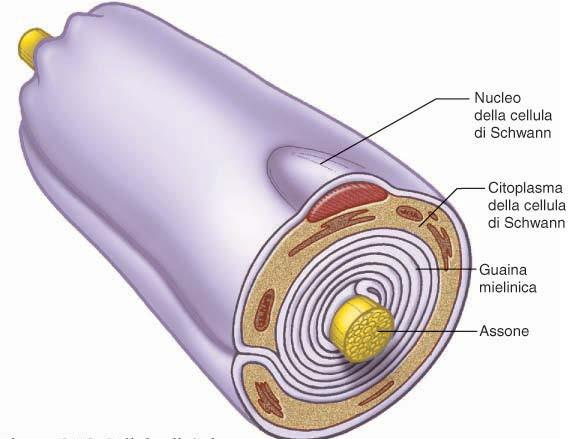Cellula di Schwann: E la cellula gliale del sistema nervoso