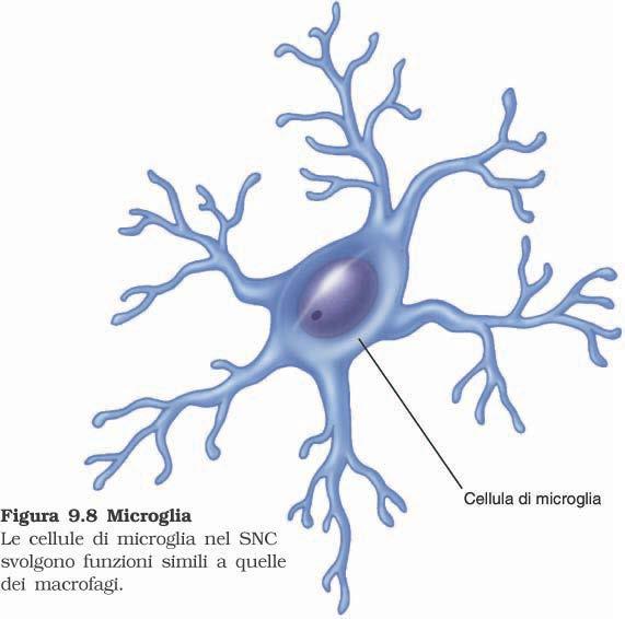 3 Microglia: Cellule con attività fagocitaria e si attivano a seguito di un danno Queste cellule derivano