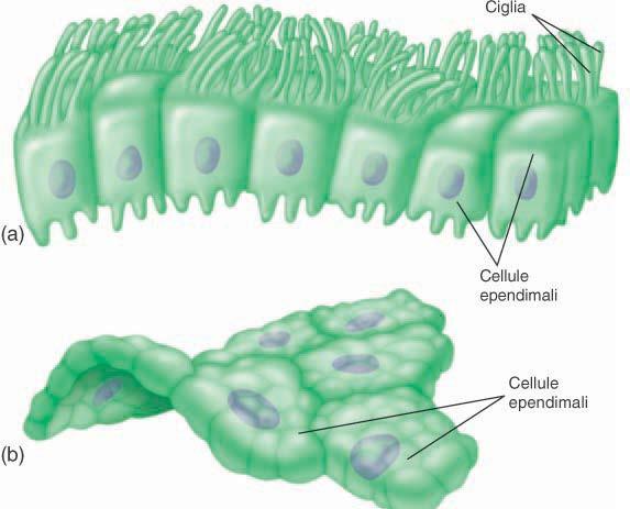 Ependimociti Particolari cellule gliali che tappezzano la parete delle cavità presenti nel sistema nervoso