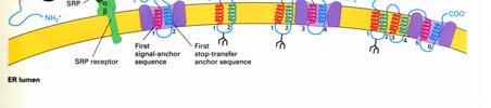 report=objectonly Sintesi e inserimento nella membrana del recettore per le asialoglicoproteine e proteine con