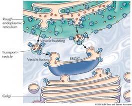 Le vescicole si formano sia nel reticolo endoplasmatico che nell apparato di Golgi. I lisosomi sono prodotti a partire da vescicole che si distaccano dall apparato di Golgi.