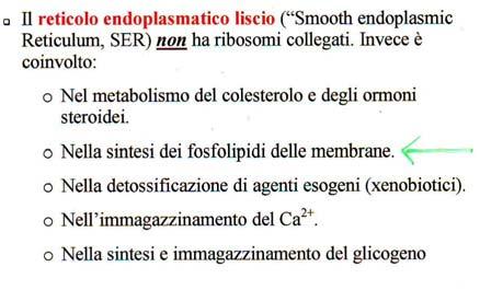 Queste proteine speciali, necessarie perchè il RE svolga le sue funzioni specializzate, contengono un segnale di retenzione specializzato che consiste in una sequenza specifica di amminoacidi che