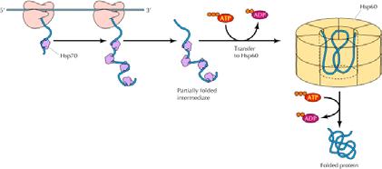 Il polipeptide non ripiegato viene allora trasferito alle chaperonine della famiglia Hsp60, all interne delle quali ha luogo il ripiegamento della