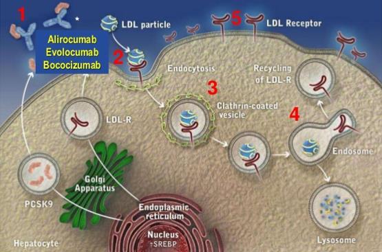 Gli anticorpi monoclonali contro PCSK9 determinano una maggiore espressione genica a livello epatico dell LDLR, con