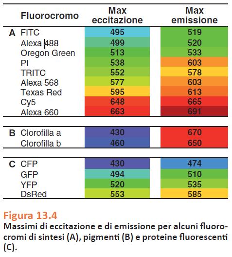 spettri di emissione spettri di assorbimento Picchi di assorbimento e di emissione Ciascun fluoroforo è