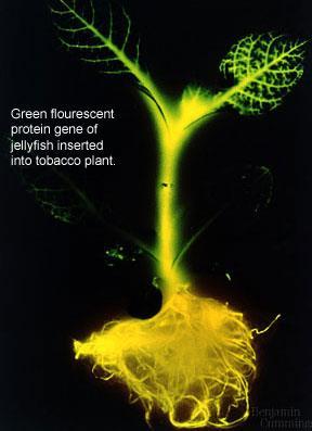 Osservazioni su organismi vivi Le proteine chimeriche fluorescenti sono fluorofori endogeni estremamente selettivi, poichè legati alla