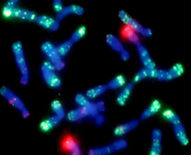 Applicazioni dell ibridazione in situ Le finalità della tecnica sono