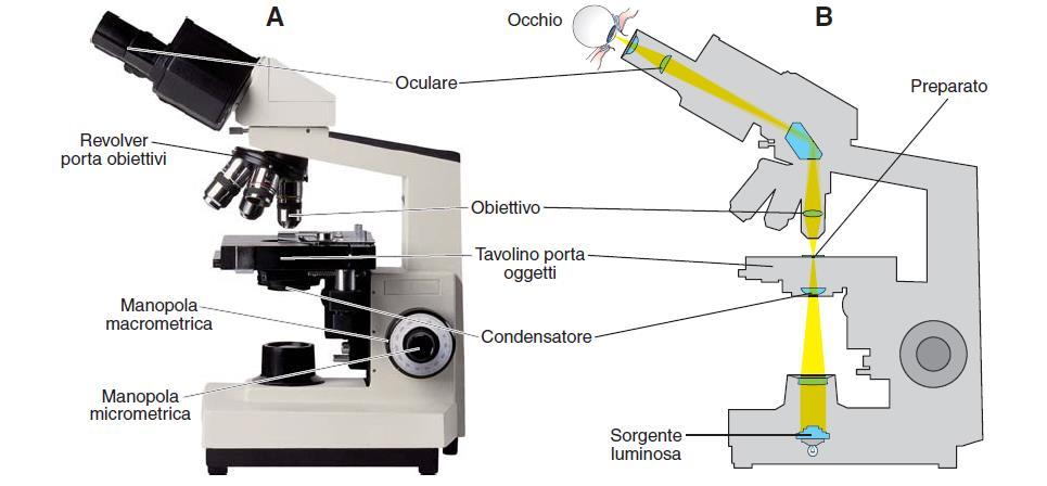Microscopia ottica Il microscopio da biologia è un: